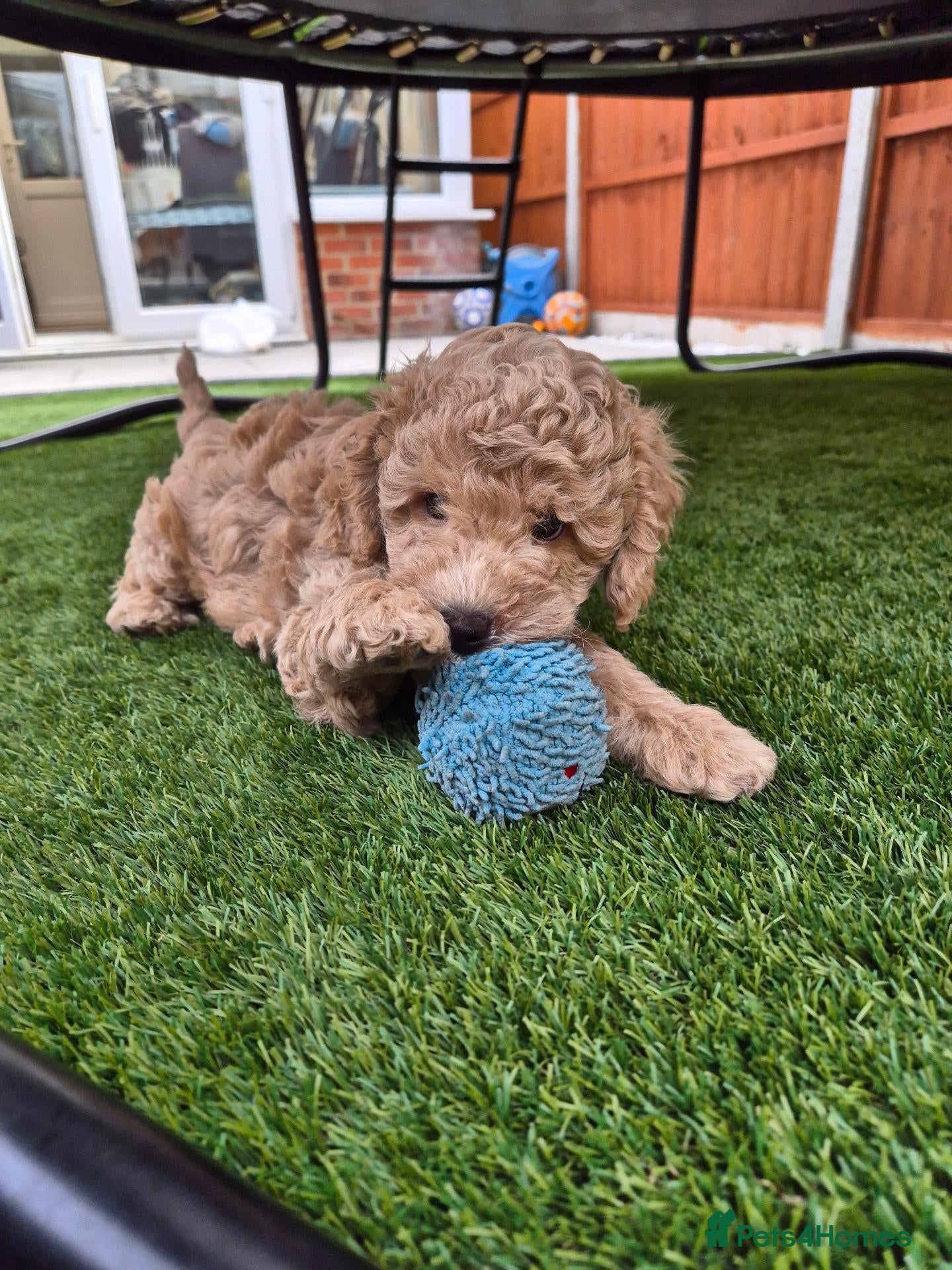 Cockapoo dogs Last cockapoo puppy available NOW - Advert 4