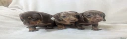Miniature Dachshund dogs for sale: Dachshund miniature puppys  - Advert 4