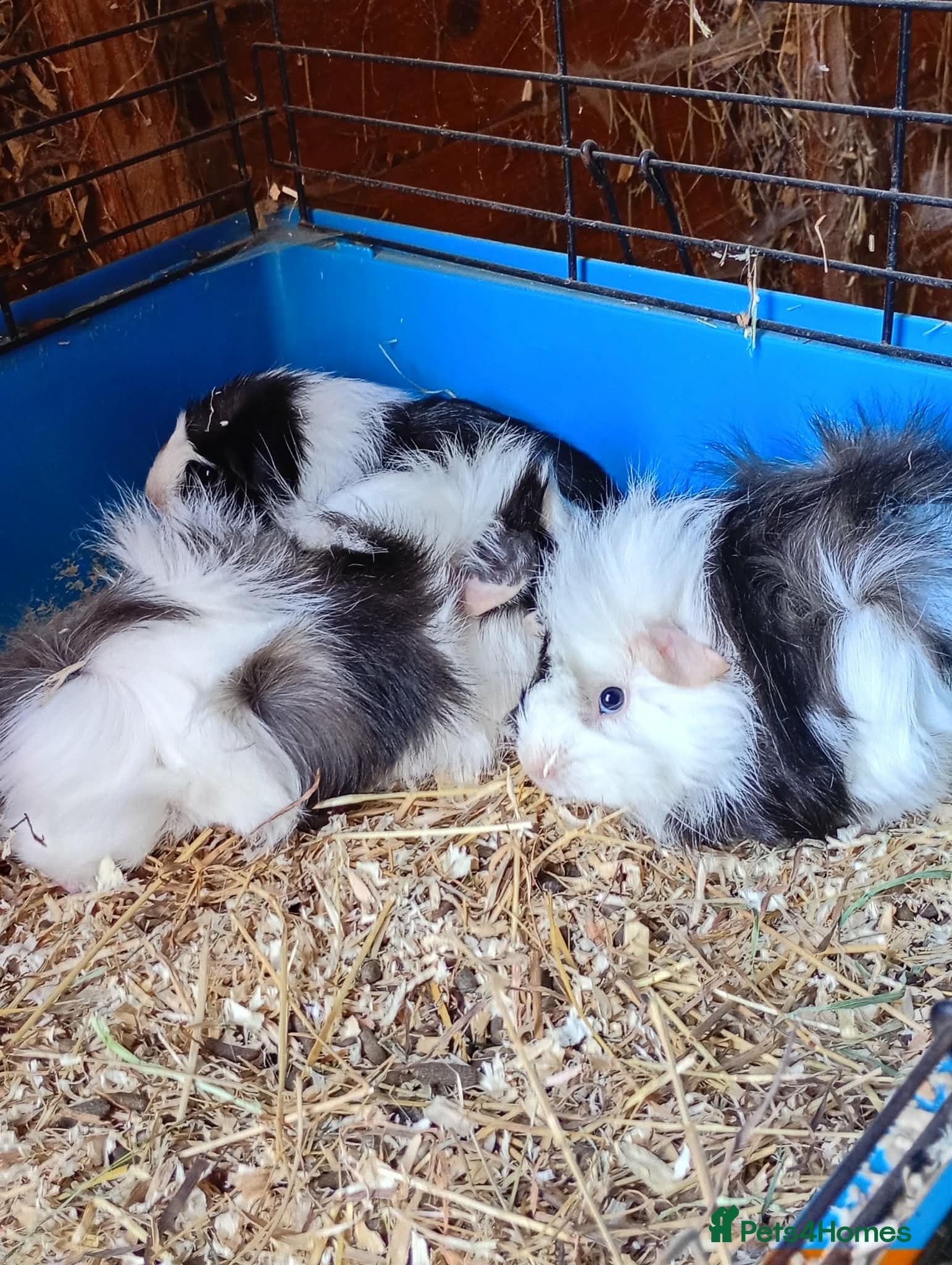 Guinea Pig rodents Baby Female guinea pigs  - Advert 9