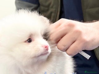 Pomeranian dogs ✨🐶SPECIAL Teddy Bear🧸 SMALL SKY🩵BLUE 👀 POMS🐶✨ - Advert 1