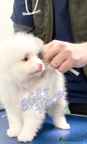 Pomeranian dogs ✨🐶SPECIAL Teddy Bear🧸 SMALL SKY🩵BLUE 👀 POMS🐶✨ - Advert 3