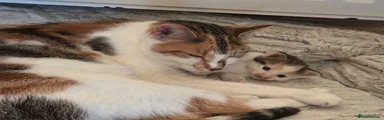 Calico - Mustard