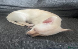 Mixed Breed dogs for sale: White Chihuahua  - Image 3