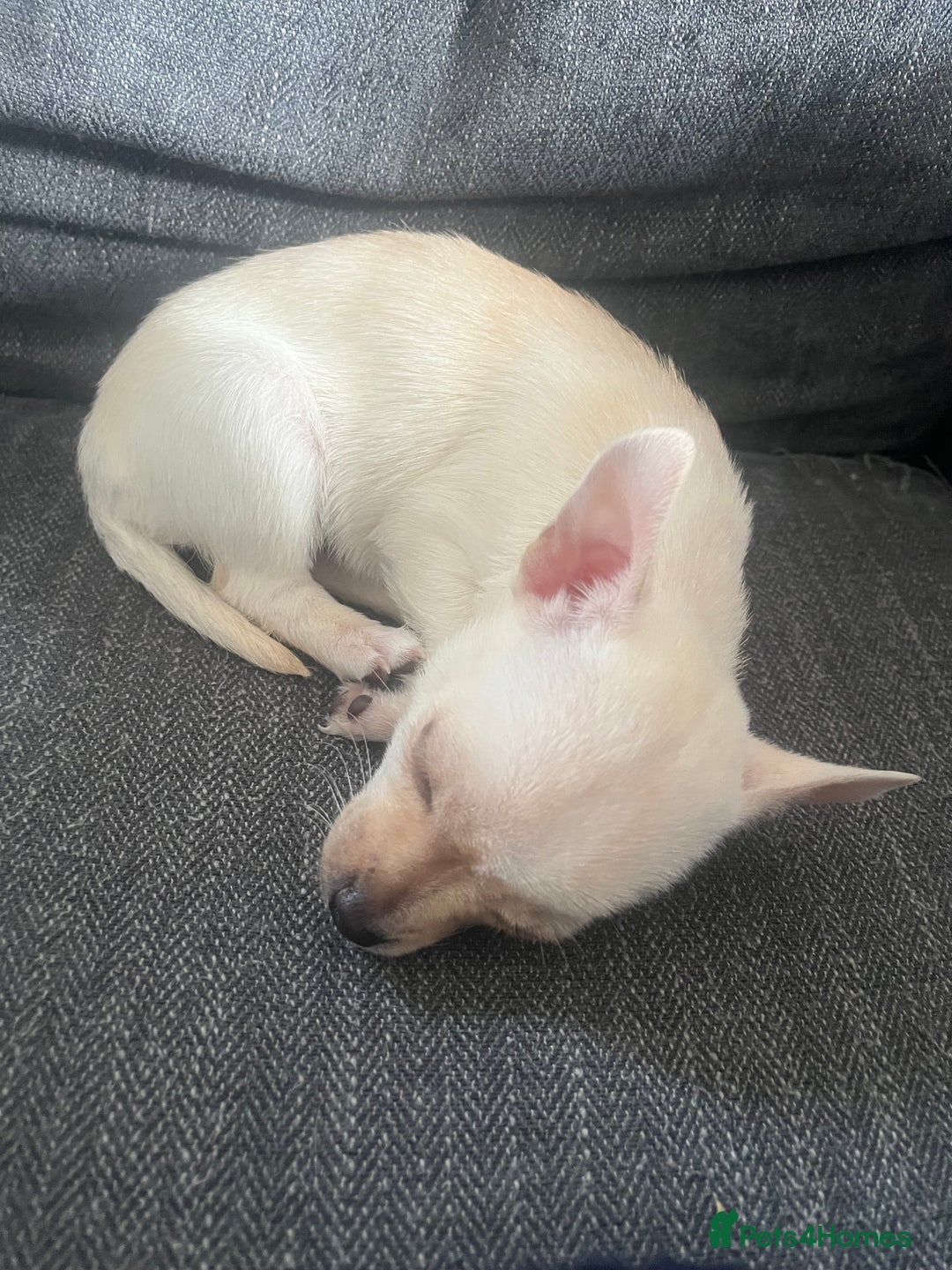 Mixed Breed dogs for sale: White Chihuahua  - Image 3