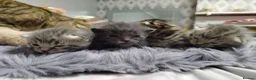 Mixed Breed cats for sale: Mixed tabby kittens 5 for sale . in Corby - Advert 14