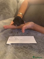 Mixed Breed dogs - Advert 8