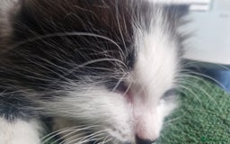 Mixed Breed cats for sale: 3 Beautiful kittens - Image 5