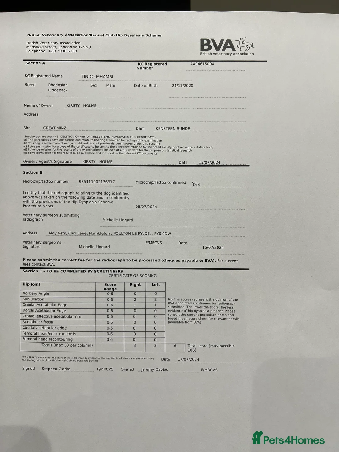 Rhodesian Ridgeback dogs for stud: Proven KC Reg Fully Health Tested RR for Stud in Bolton - Advert 30