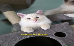 Ragdoll cats for sale: Gorgeous pure breed Ragdoll kittens  - Image 11