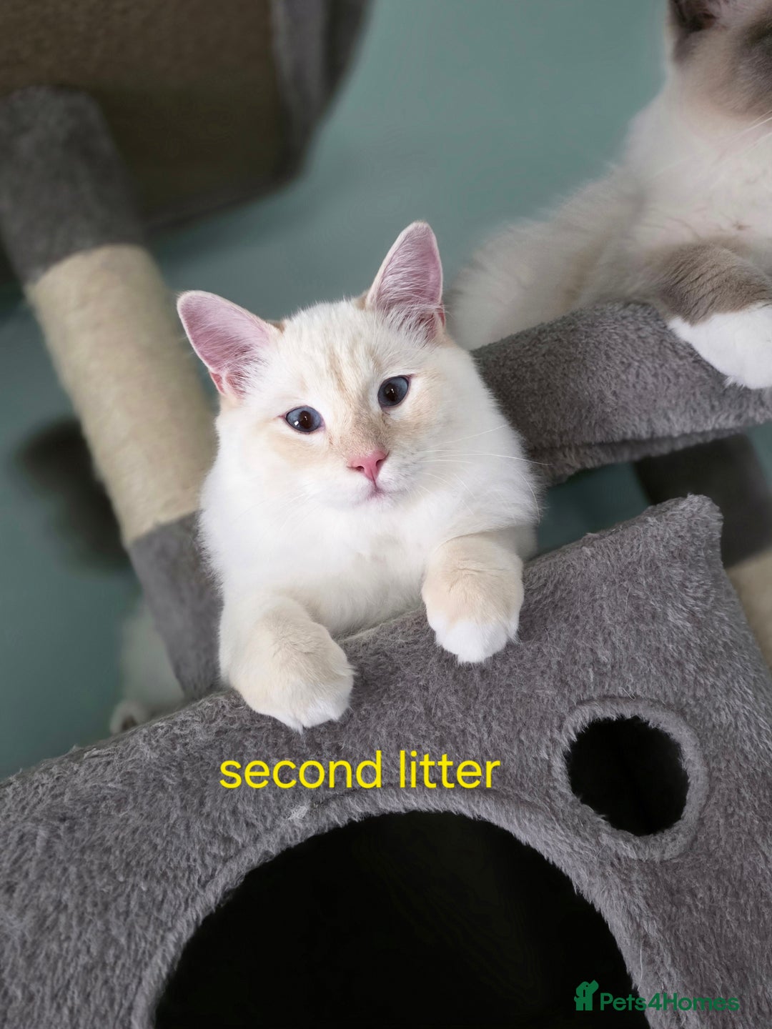 Ragdoll cats for sale: Gorgeous pure breed Ragdoll kittens  - Image 11