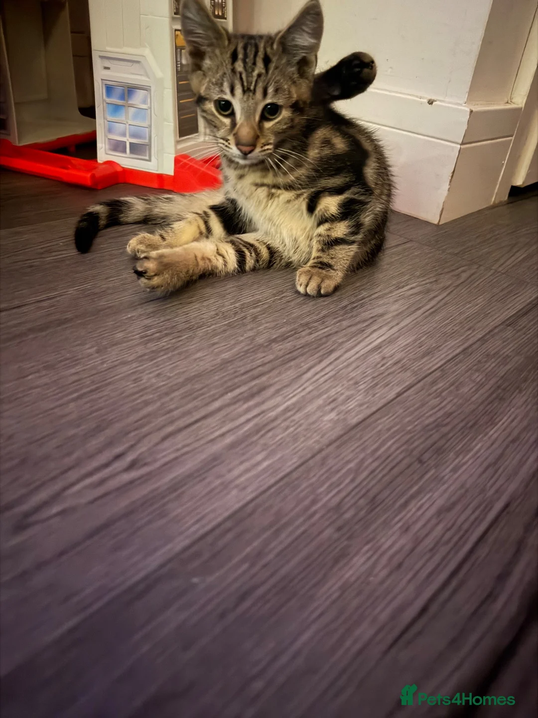 Mixed Breed cats for sale: Tabby kittens for sale  - Advert 6