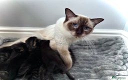 Mixed Breed cats for sale: Social loving ragdoll cross fluffy black blue eyes - Image 3