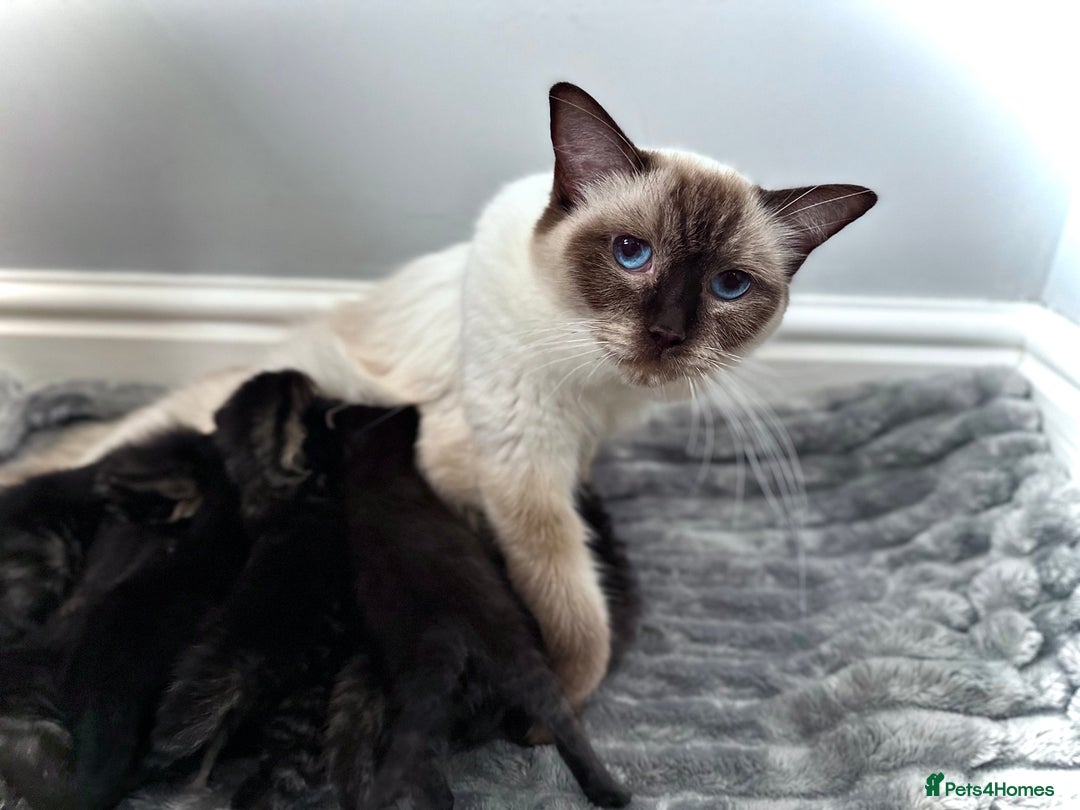 Mixed Breed cats for sale: Social loving ragdoll cross fluffy black blue eyes - Image 3