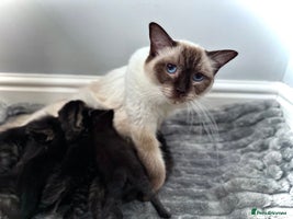 Mixed Breed cats - Advert 11