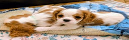 Cavalier King Charles Spaniel dogs for sale: Exquisite Lady KC reg Cavalier King Charles - Advert 10