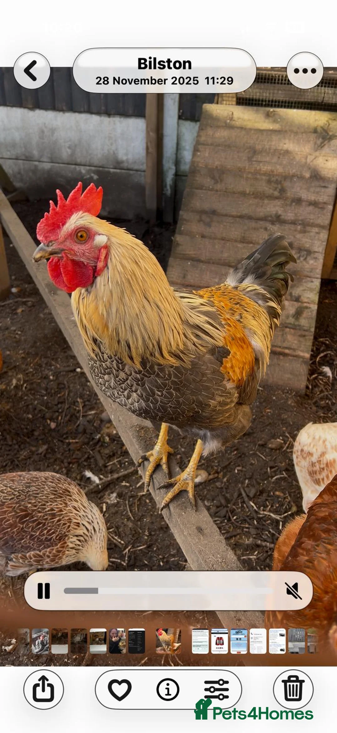 Chickens poultry for sale: Sadly needs a new home - Advert 2