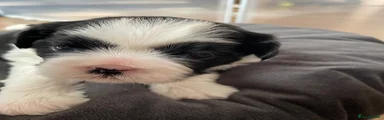 Shih Tzu 3
