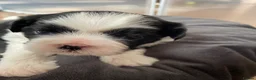 Shih Tzu dogs for sale: Beautiful Shih Tzu puppies looking for good homes in Bolton - Advert 8