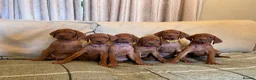 Hungarian Vizsla dogs for sale: KC Vizsla Pups  - Advert 3