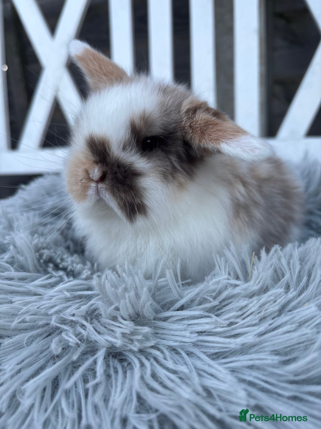 Mini Lop rabbits for sale: 2 Adorable Mini Lop Babies  - Advert 6