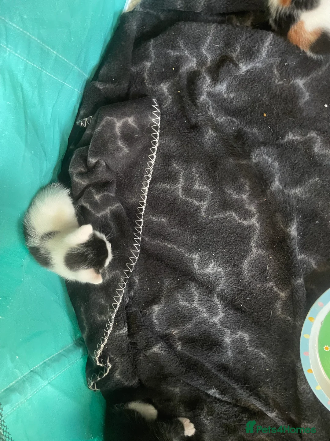 Mixed Breed cats for sale: 7 beautiful kittens  - Advert 2