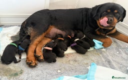 Rottweiler dogs for stud: Proven kc reg Health tested hip and elbow scored in Windsor - Image 27