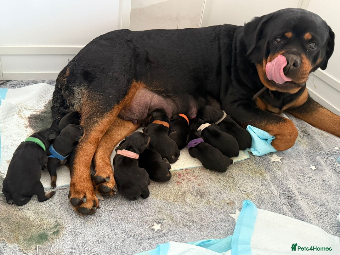 Rottweiler dogs for stud: Proven kc reg Health tested hip and elbow scored in Windsor - Image 27