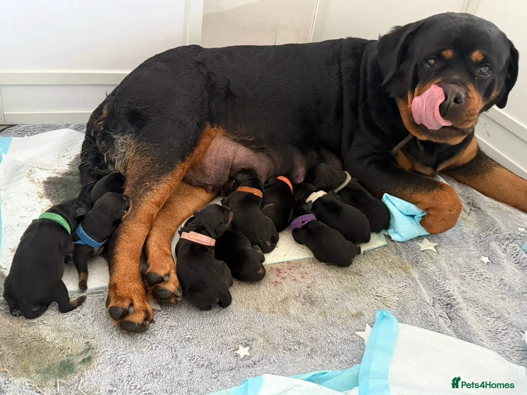 Rottweiler dogs for stud: Proven kc reg Health tested hip and elbow scored in Windsor - Advert 27