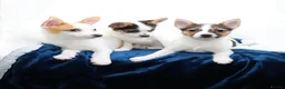 Mixed Breed dogs for sale: 3 Small Mixed breed puppies  in Manchester - Advert 27