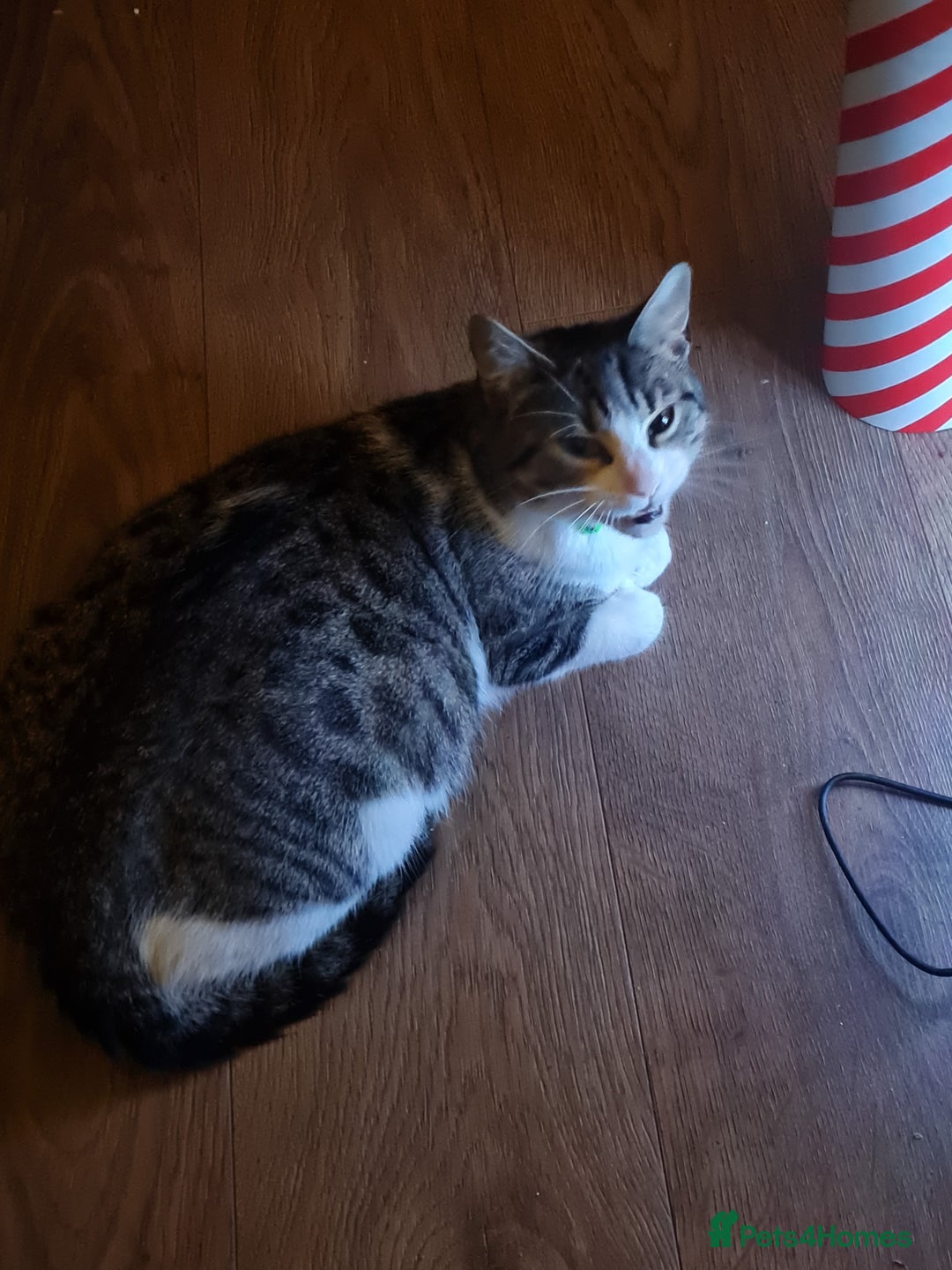 European cats for sale: 6 Kittens ready to find their new homes!! - Image 3