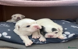 French Bulldog dogs for sale: Fluffy French Bulldogs - Image 1