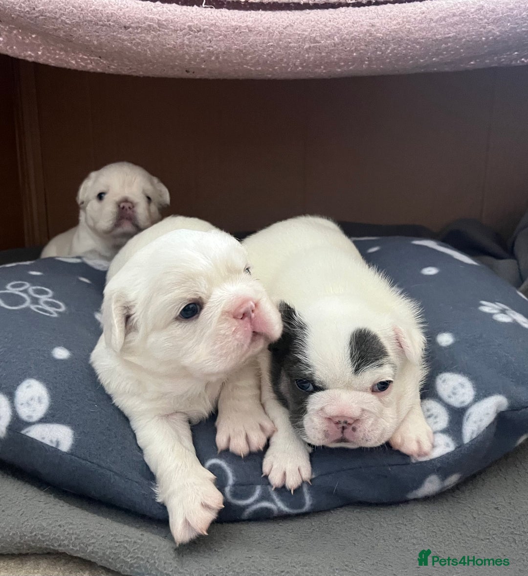 French Bulldog dogs for sale: Fluffy French Bulldogs - Image 1