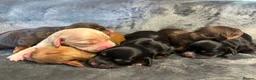 Cocker Spaniel dogs for sale: Beautiful Working Cocker Spaniel Puppies - Advert 10