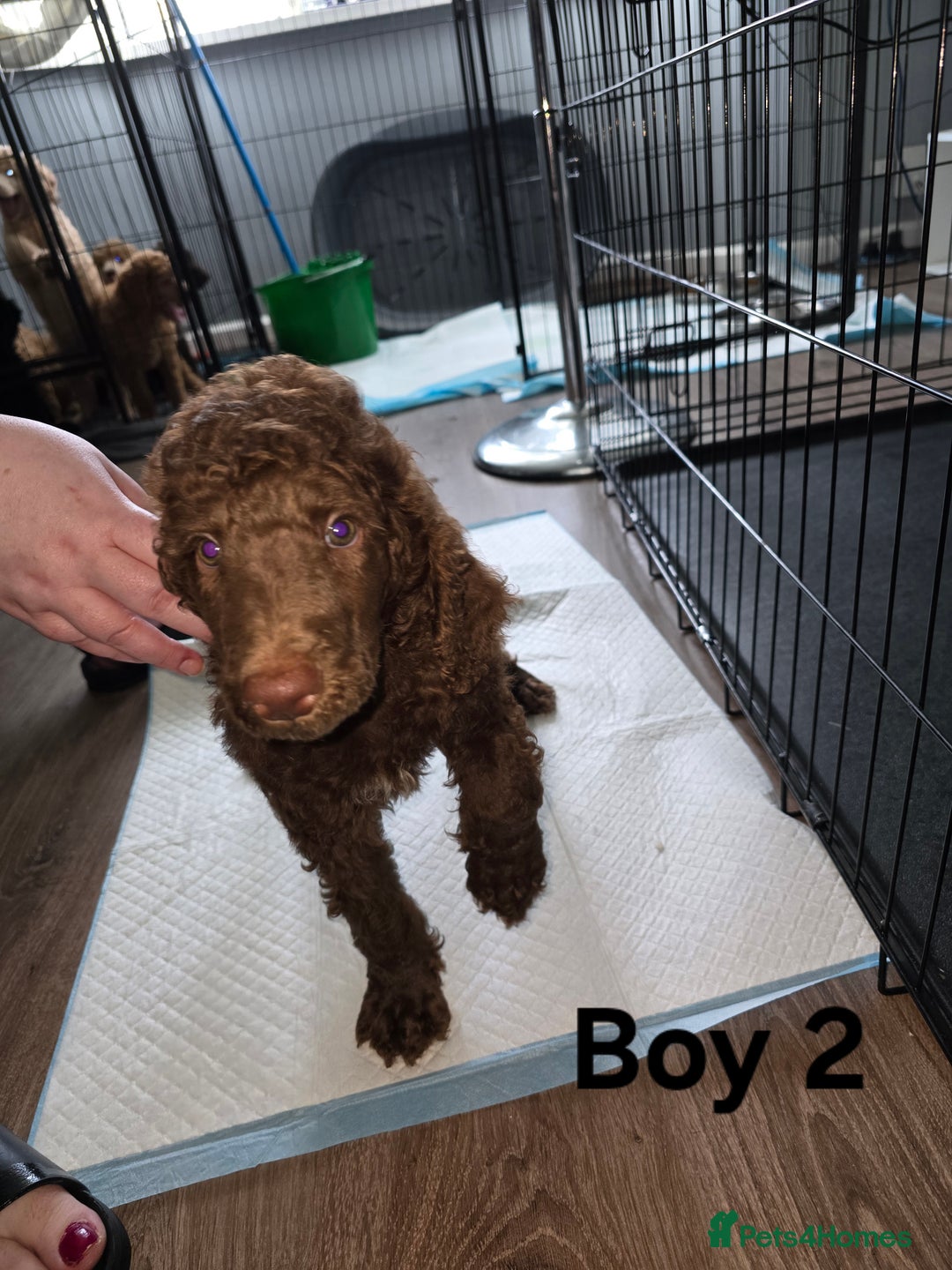 Standard Poodle dogs for sale: Standard Poodle Puppies READY TO LEAVE NOW  - Image 4