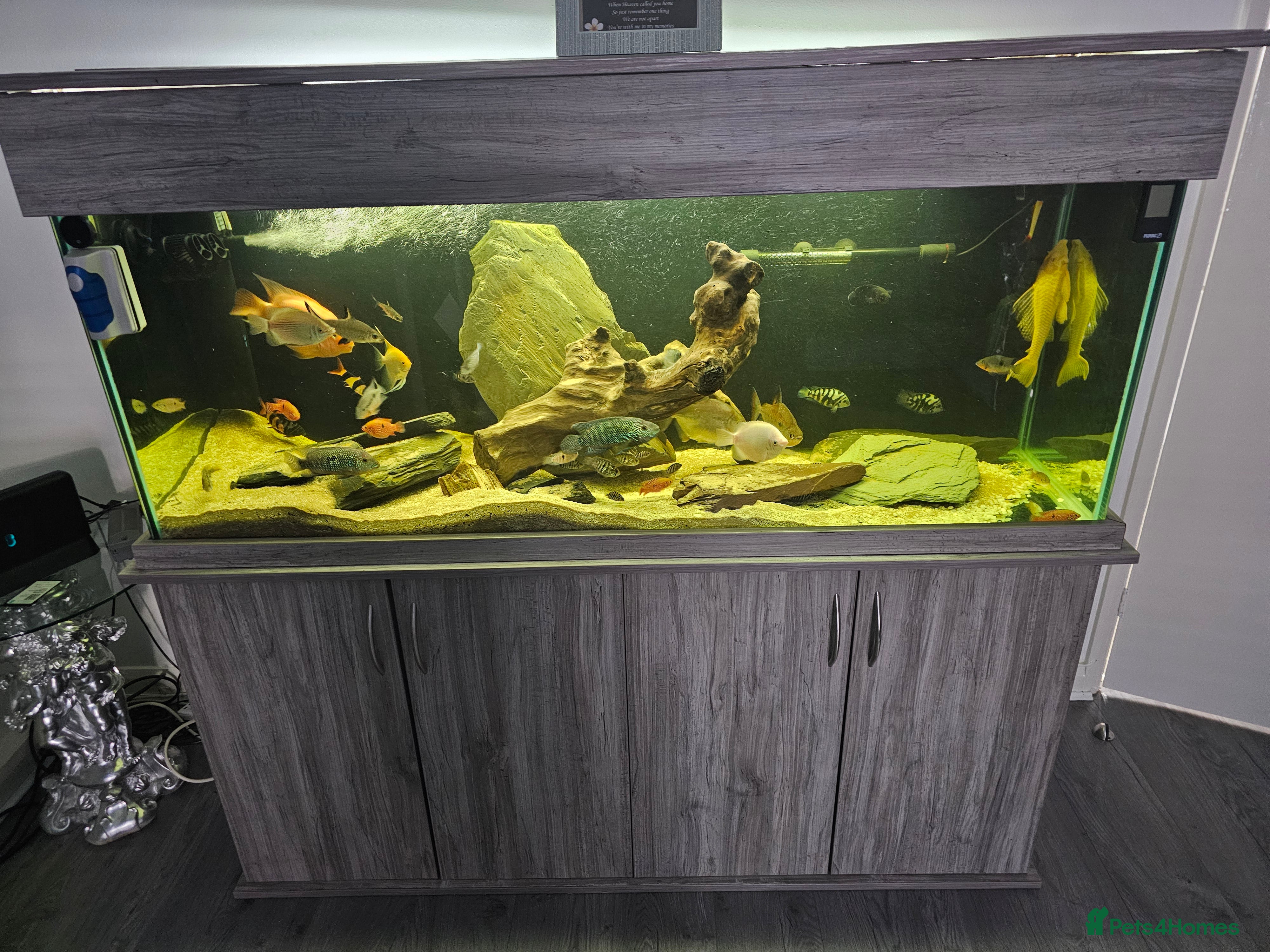 Cichlids fish Forsale  full set up   in Stanley - Advert 1