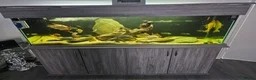 Cichlids fish for sale: Forsale  full set up   in Stanley - Advert 1