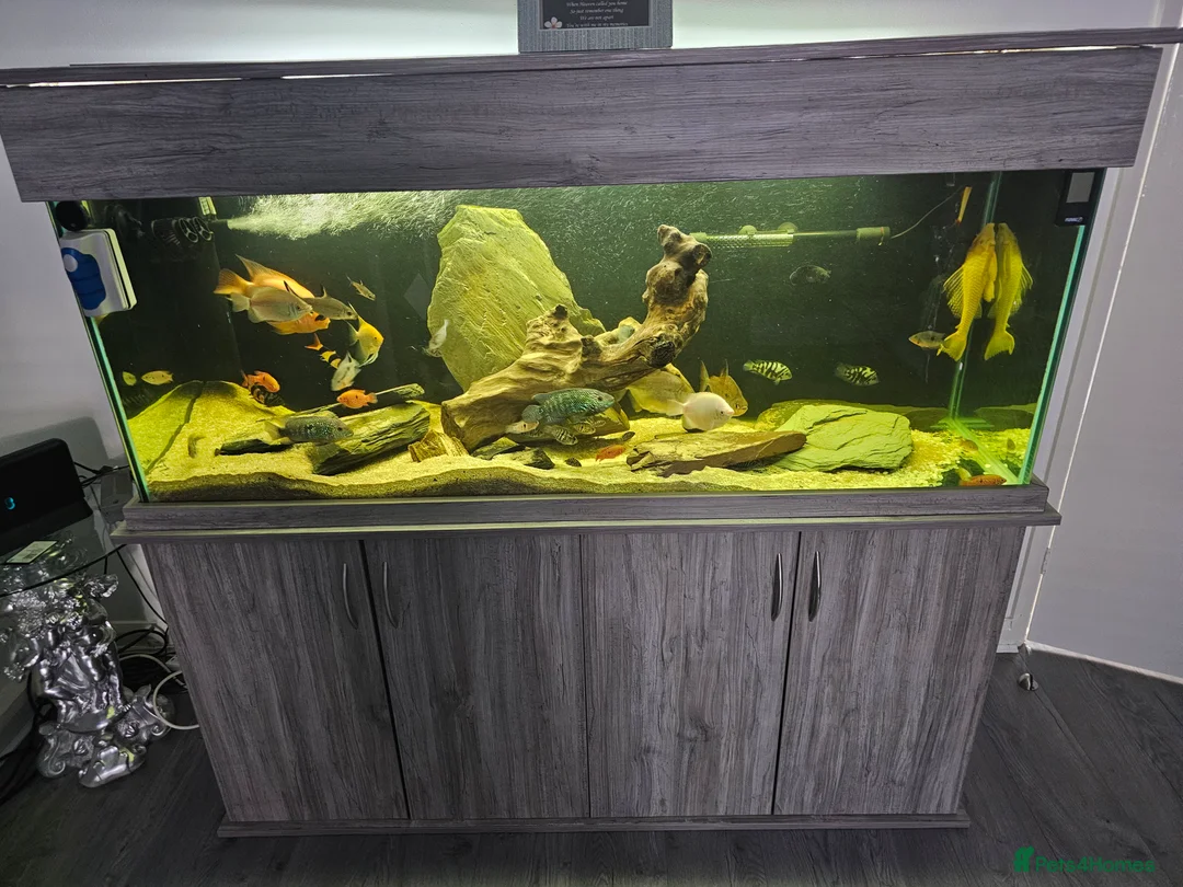 Cichlids fish for sale: Forsale  full set up   in Stanley - Advert 1
