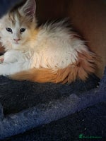 Maine Coon cats - Advert 3