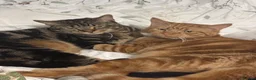 Bengal cats for sale: X2 cats for a loving home in Andover - Advert 1