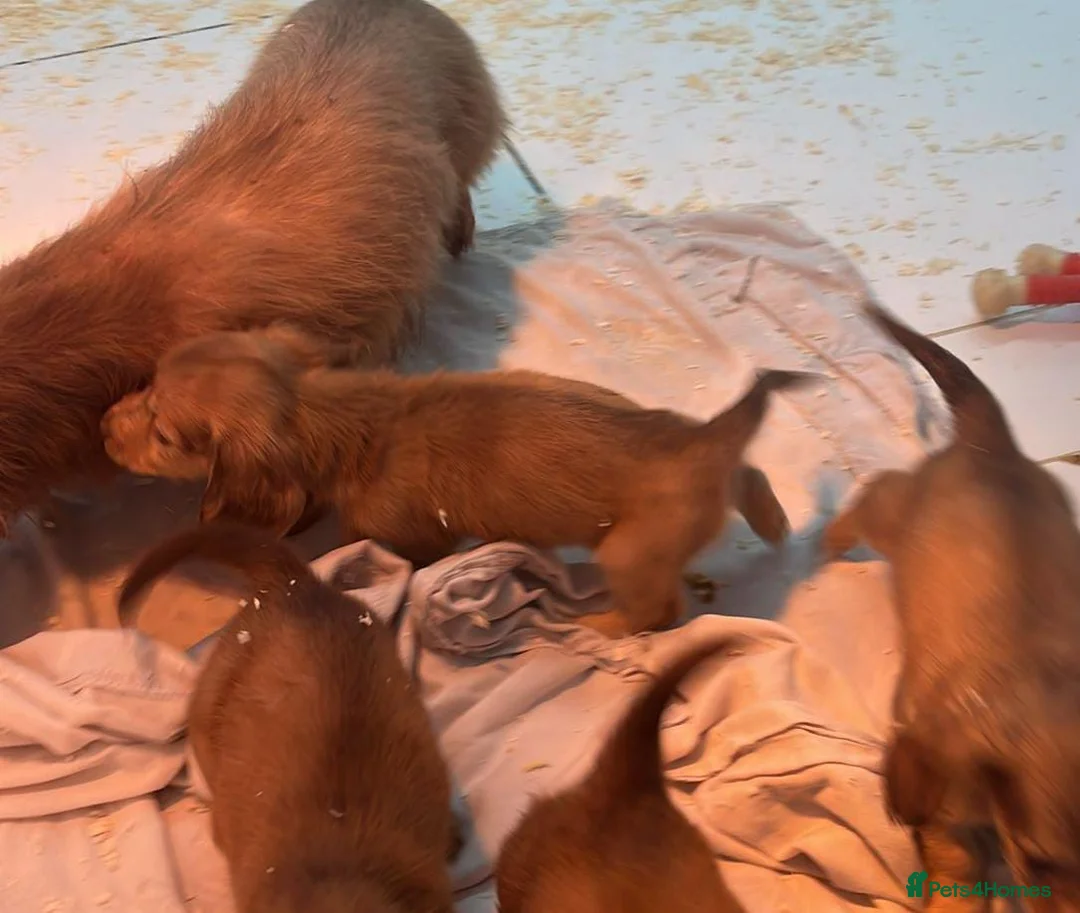 Miniature Dachshund dogs for sale: LONG HAIRED SHADED CREAM MINI KC REG PRA CLR - Advert 4