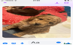 Cockapoo dogs for sale: 4 Beautiful female cockerpoos  - Image 16