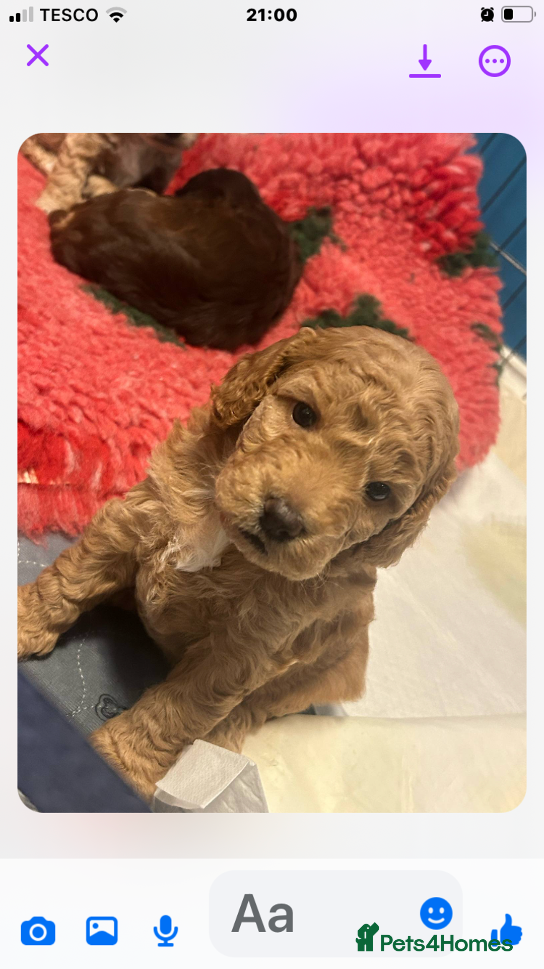 Cockapoo dogs for sale: 4 Beautiful female cockerpoos  - Image 16