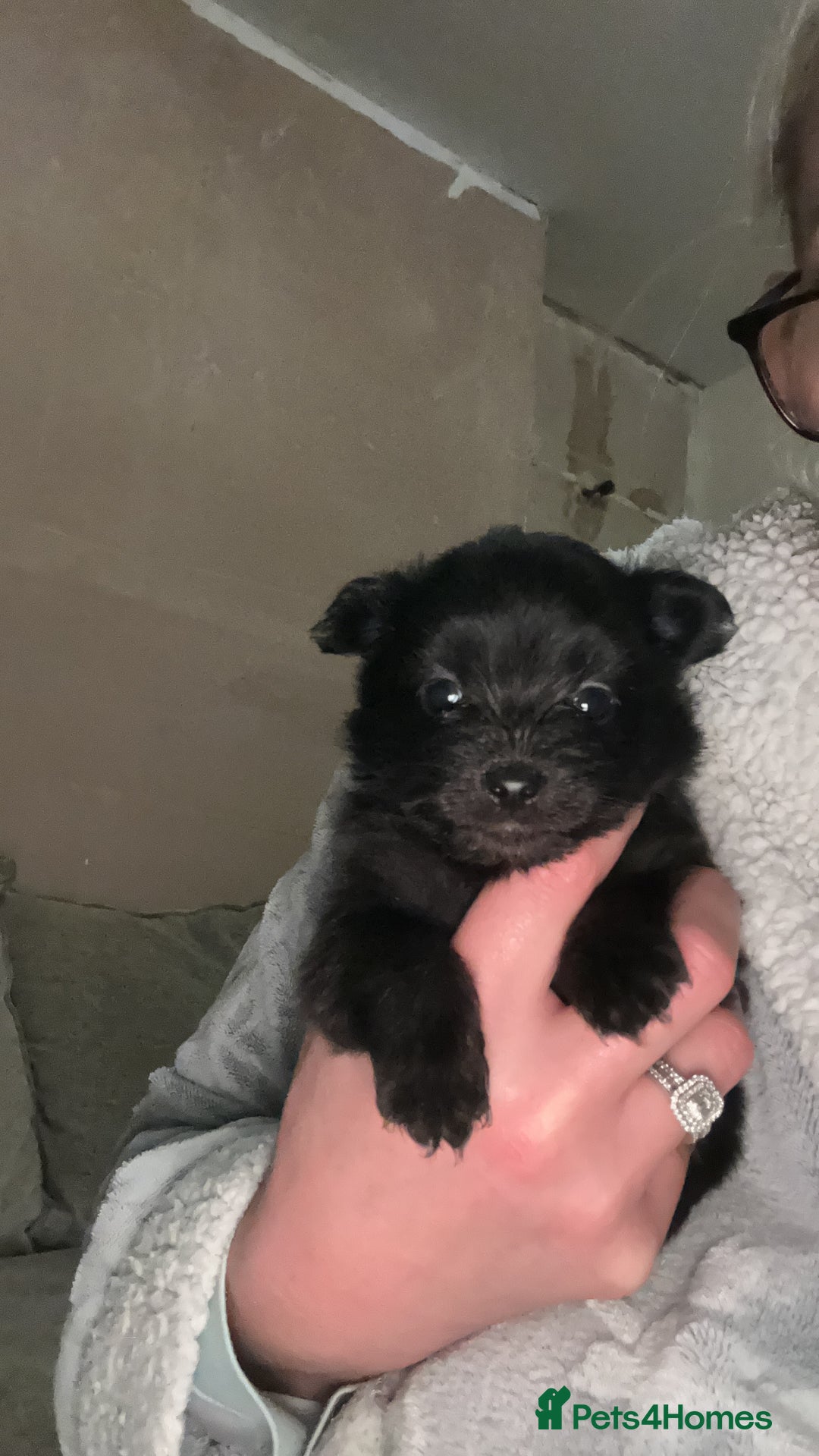 Pomapoo dogs for sale:  **  Pomeranian 🐶 puppies 🐶  - Advert 6
