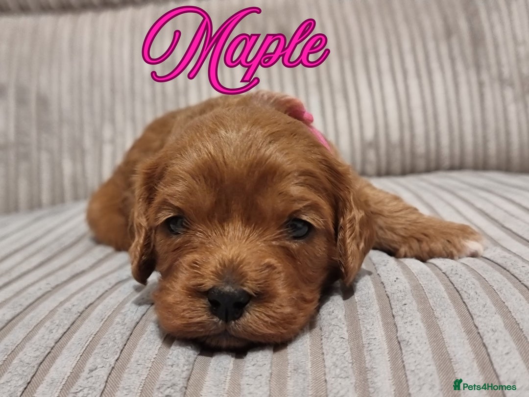 Cavapoo dogs for sale: 🎀 Beautiful F1 Cavapoo Puppies 🎀 - Image 21