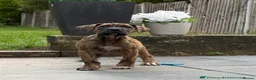 Presa Canario dogs for sale: World class presa canario pups recognised Breeder - Advert 5