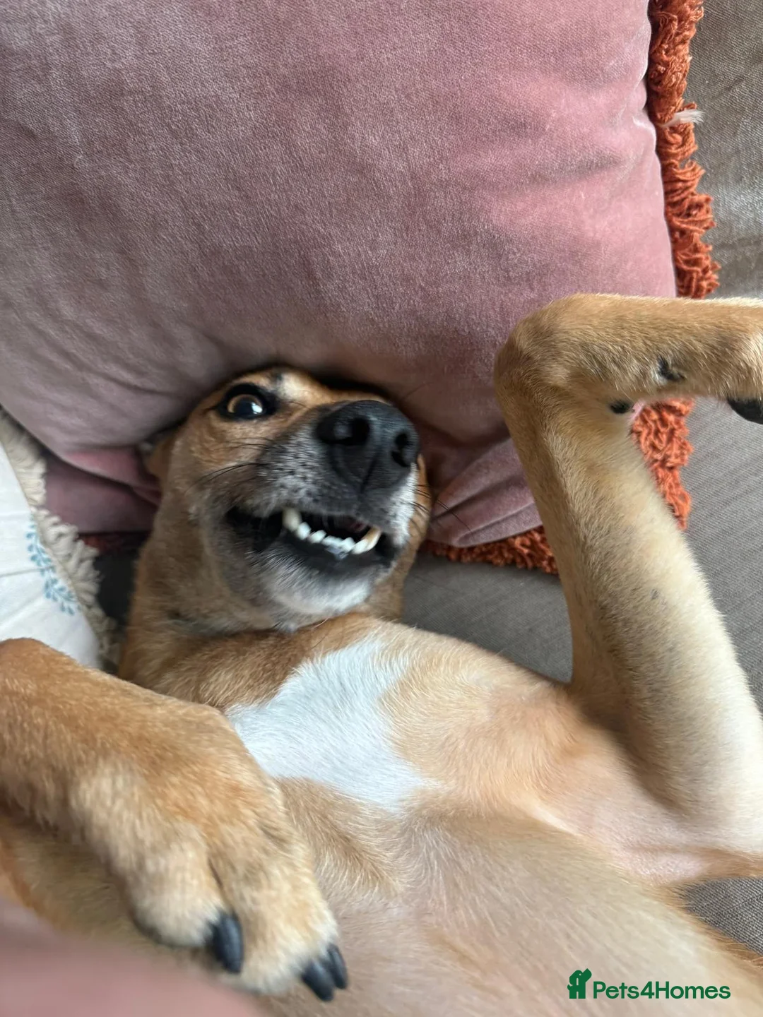 Lurcher dogs for sale: Beautiful Lurcher lawson is looking for his home  - Advert 2