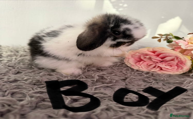 Mini Lop rabbits - Advert 12