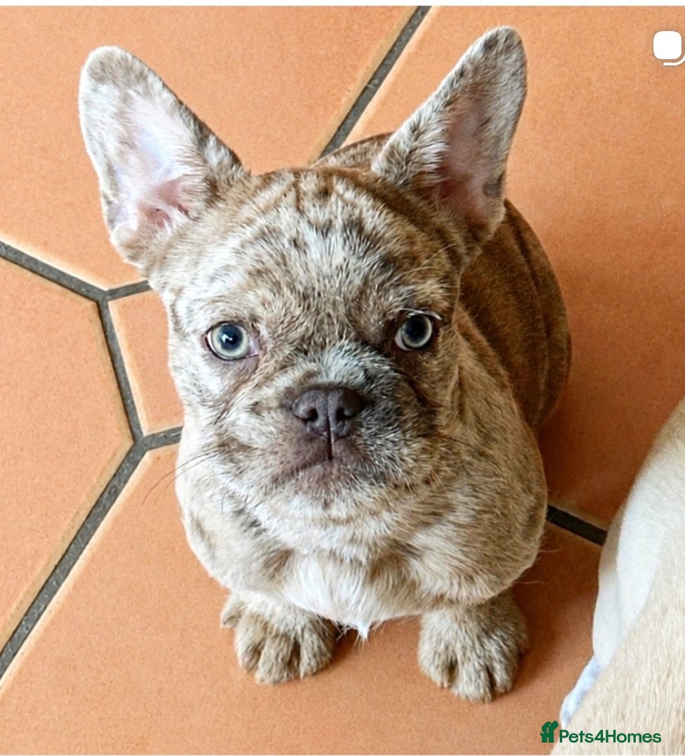 French Bulldog dogs Final reductions,last 3 micro frenchies. Ready now - Advert 12