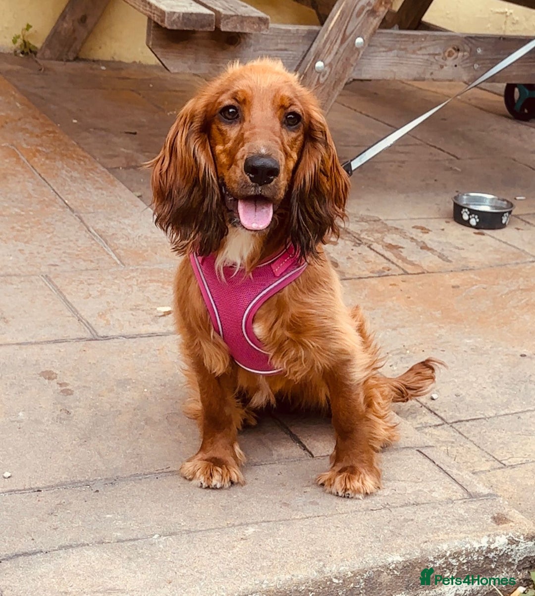 Cocker Spaniel dogs for sale: Loving cocker spaniel in Manchester - Image 1