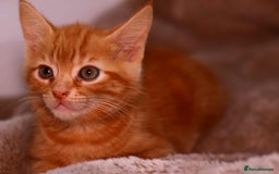European cats for sale: Kittens  - Image 2